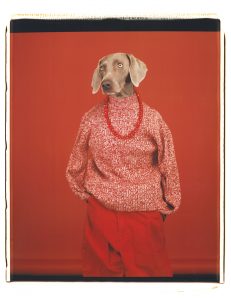 WILLIAM WEGMAN | La perra Candy, fotografiada con el título Casual en 2002 y que es la imagen de los Rencontres d'Arles 2018 (Sperone Westwater Gallery)