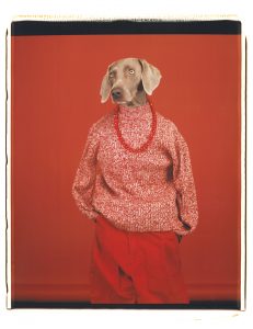 WILLIAM WEGMAN | La gossa Candy, fotografiada amb el títol Casual el 2002 i que és la imatge dels Rencontres d'Arles 2018 (Sperone Westwater Gallery)