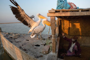 SARAH CARON/LE FIGARO MAGAZINE | El pueblo paquistaní en peligro de los Mohana, en el lago Manchar, domestica las aves para que les ayuden a pescar