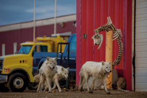 RONAN DONOVAN/NATIONAL GEOGRAPHIC MAGAZINE | Una familia de lobos árticos pasa por delante del esqueleto de un buey en una base militar canadiense