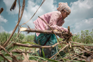 CHLOÉ SHARROCK | Una mujer ata las cañas de azúcar cortadas en Belgaum, Estado indio de Karnataka, en un trabajo de fuerte dureza física