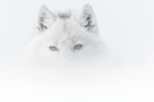 VINCENT MUNIER | Lobo ártico rodeado de niebla en la isla canadiense de Ellesmere, Nunavut