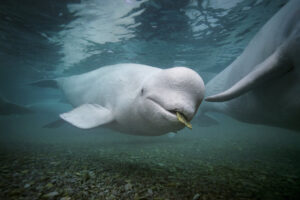 BRIAN SKERRY/NATIONAL GEOGRAPHIC | A l'Àrtic canadenc, una balena blanca o beluga juga amb una pedra a la boca, a la badia de Cunningham, illa de Somerset