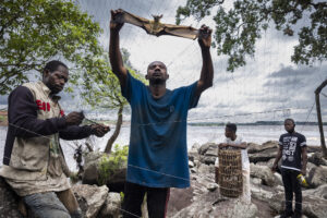 BRENT STIRTON/GETTY IMAGES/NATIONAL GEOGRAPHIC | Amb l'ajuda de xarxes pertot l'illa, no lluny de Brazzaville, la capital de la República Democràtica del Congo, caçadors de raps penats n'atrapen fins a 150 al dia per vendre després als mercats