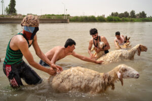 EMILY GARTHWAITE/INSTITUTE/PREMI RÉMI OCHLIK DE LA CIUTAT DE PERPINYÀ 2023 | A l'estiu, amb unes temperatures que poden sobrepassar els 50 graus a l'Iraq, els ramaders no tenen altre remei que refrescar les ovelles al riu Tigris