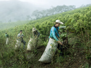 MADS NISSEN/POLITIKEN/PANOS PHOTOS POUR LE FIGARO MAGAZINE ET FT MAGAZINE (FINANCIAL TIMES) | Ariel Albeiro Muñoz, 19 ans, cueille des feuilles de coca dans les montagnes près de Pueblo Nuevo, dans le nord de la Colombie. Il gagne deux fois plus que dans la cueillette des grains de café